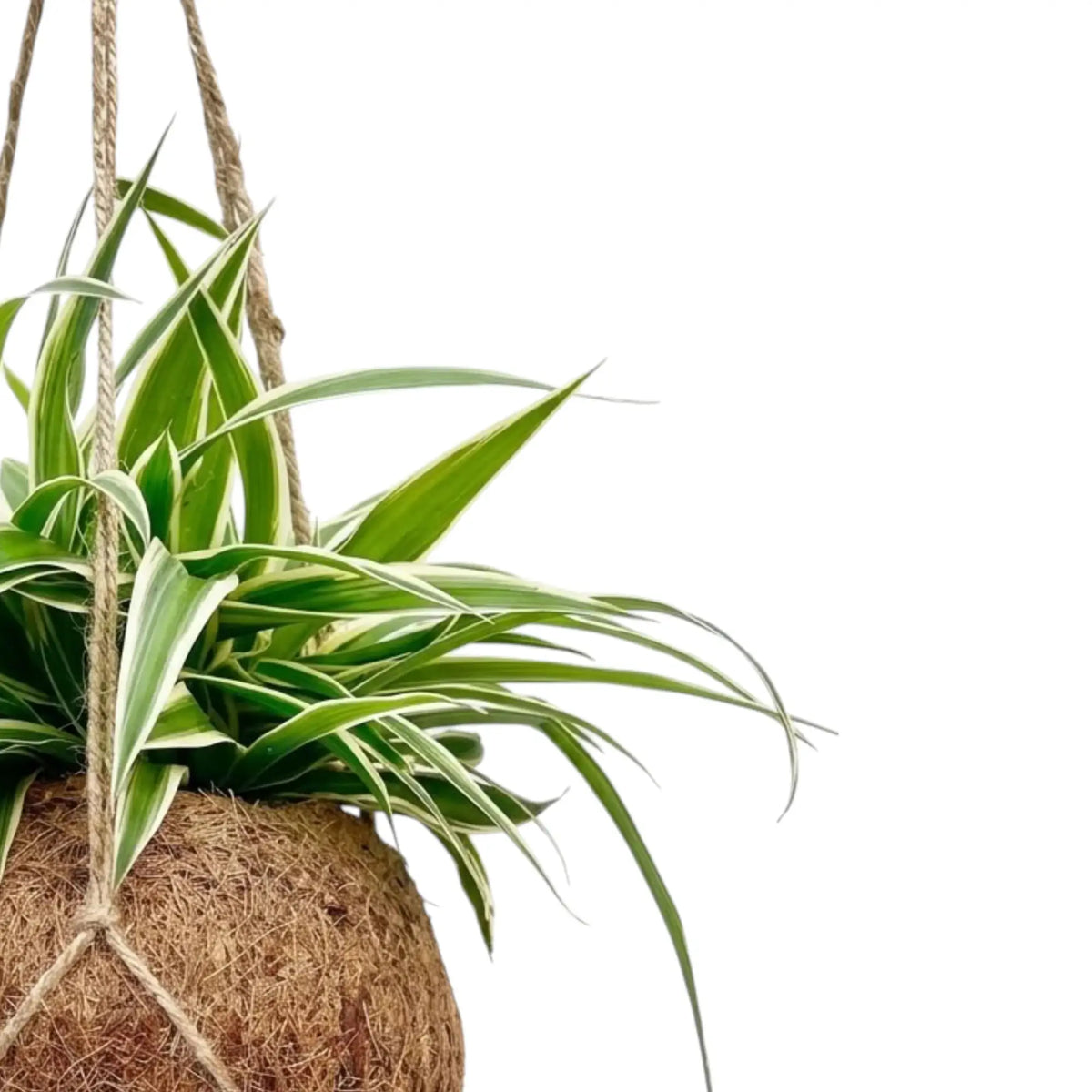 Arching striped leaves of Chlorophytum 'Ocean' spilling over its coconut-fibre ball