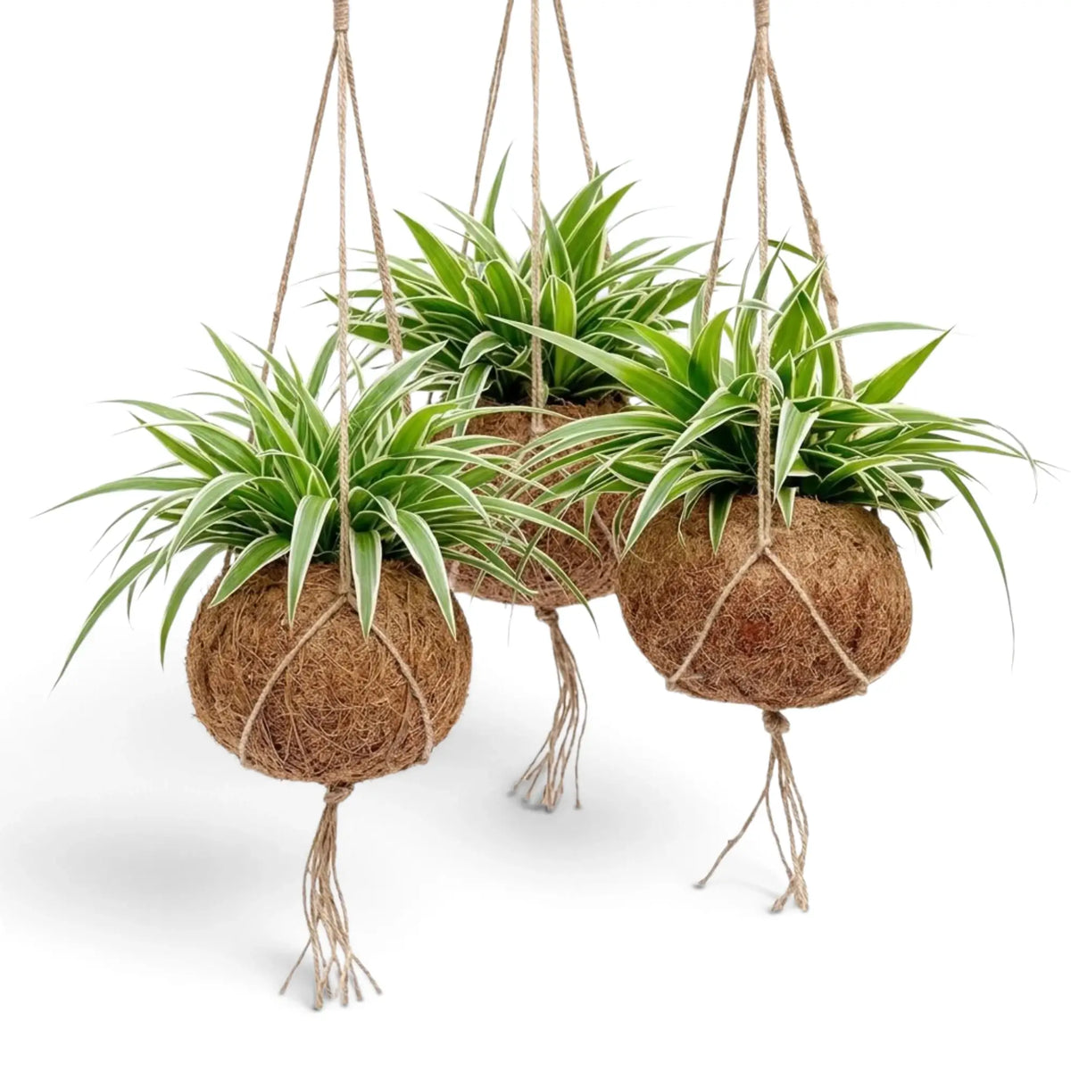 Three hanging Chlorophytum 'Ocean' spider plants in round coconut-fibre planters
