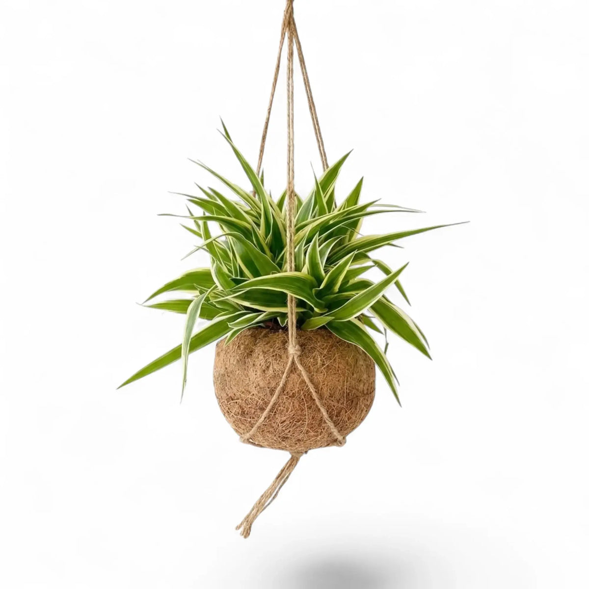 Chlorophytum 'Ocean' in a suspended fibre planter with upright and arching leaves