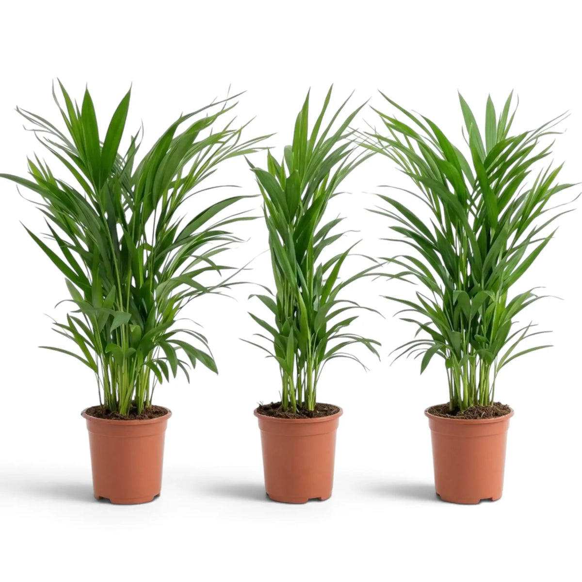 Kleine Pflanze von Chrysalidocarpus lutescens mit gelbgrünen Stämmen und bogig überhängenden Wedeln