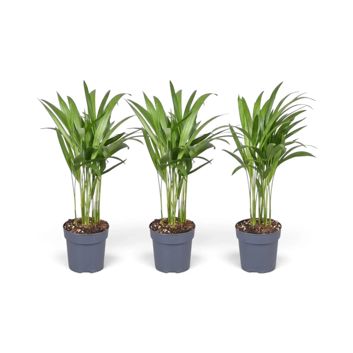 Sehr kleine Pflanze von Chrysalidocarpus lutescens mit gelbgrünen Stämmen und bogig überhängenden Wedeln