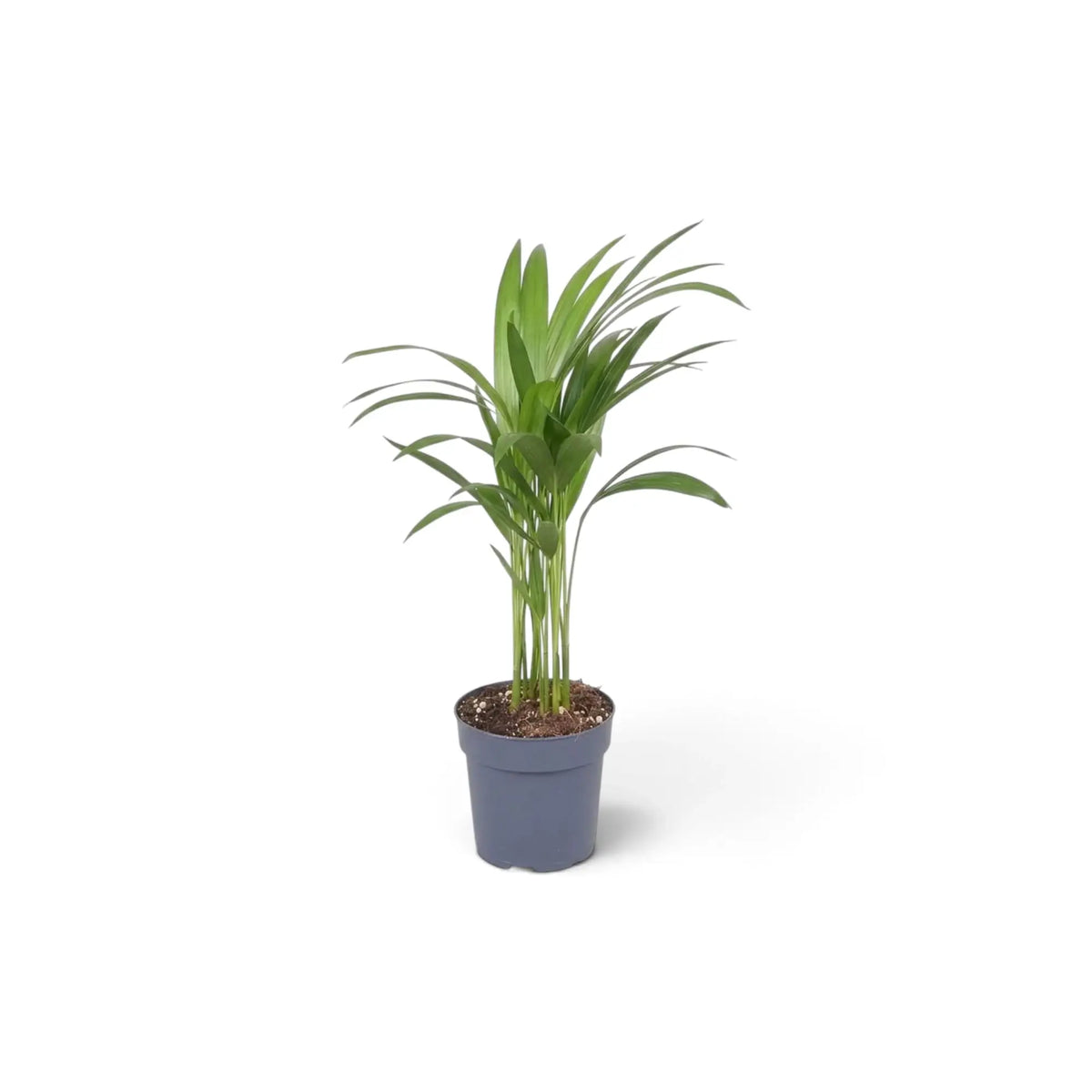 Sehr kleine Pflanze von Chrysalidocarpus lutescens mit gelbgrünen Stämmen und bogig überhängenden Wedeln