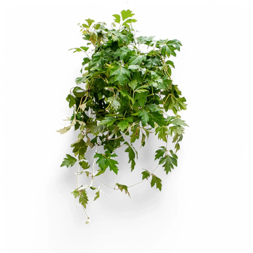 Cissus alata 'Ellen Danica' potted plant in nursery pot on white background.