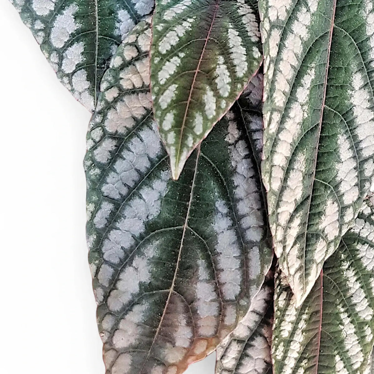 Cissus discolor close-up of leaf on white background.
