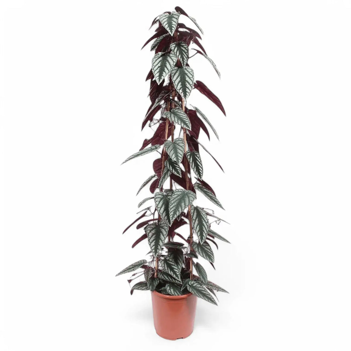 Cissus discolor potted plant in nursery pot on white background.
