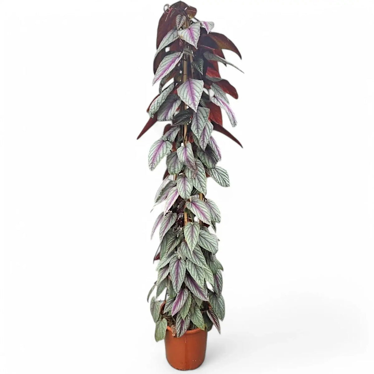 Cissus discolor 'Violet Vine' – Zimmerpflanze im Kulturtopf auf weißem Hintergrund, Produktfoto 12.