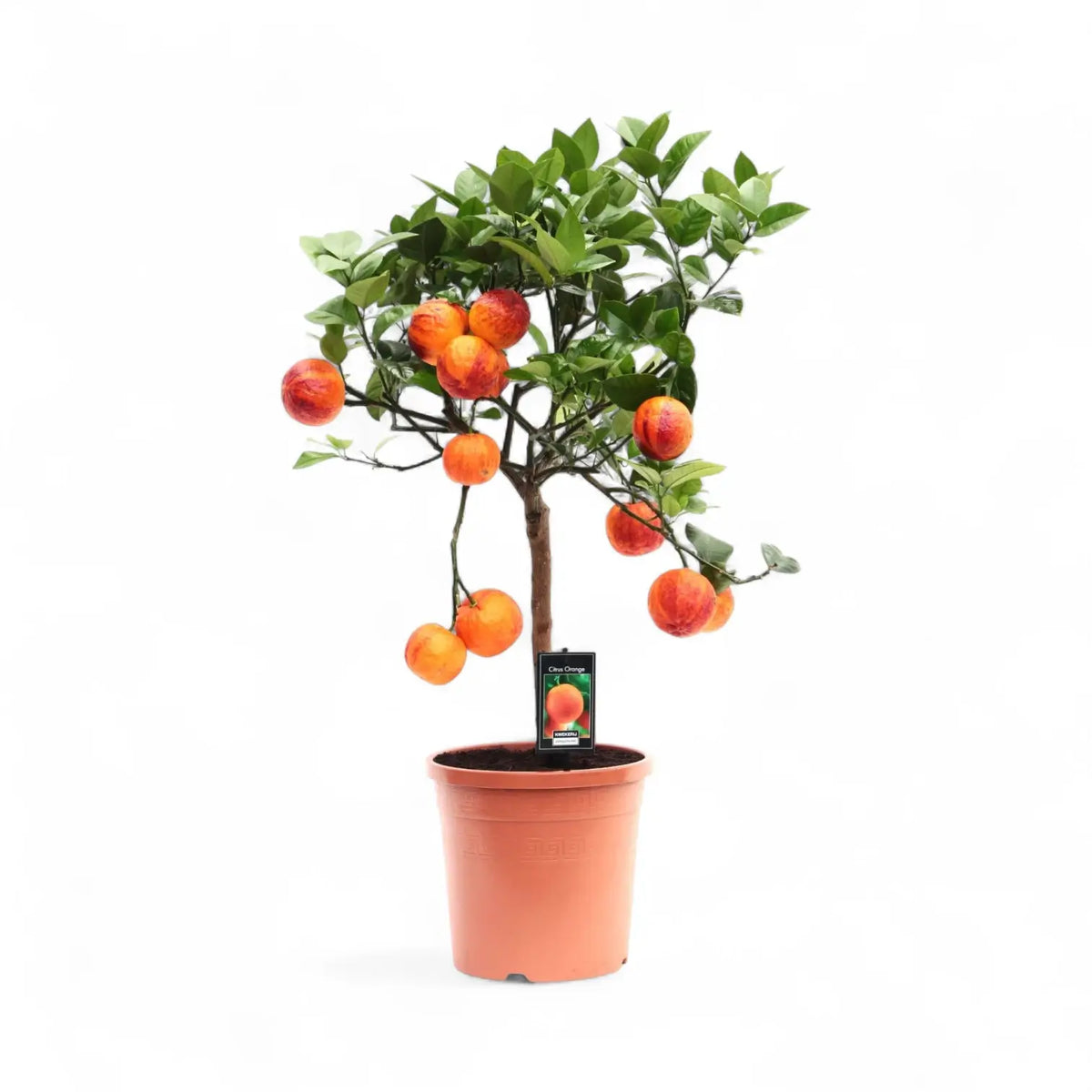 Citrus ‘Arcobal’ – Zimmerpflanze im Kulturtopf auf weißem Hintergrund, Produktfoto 2.