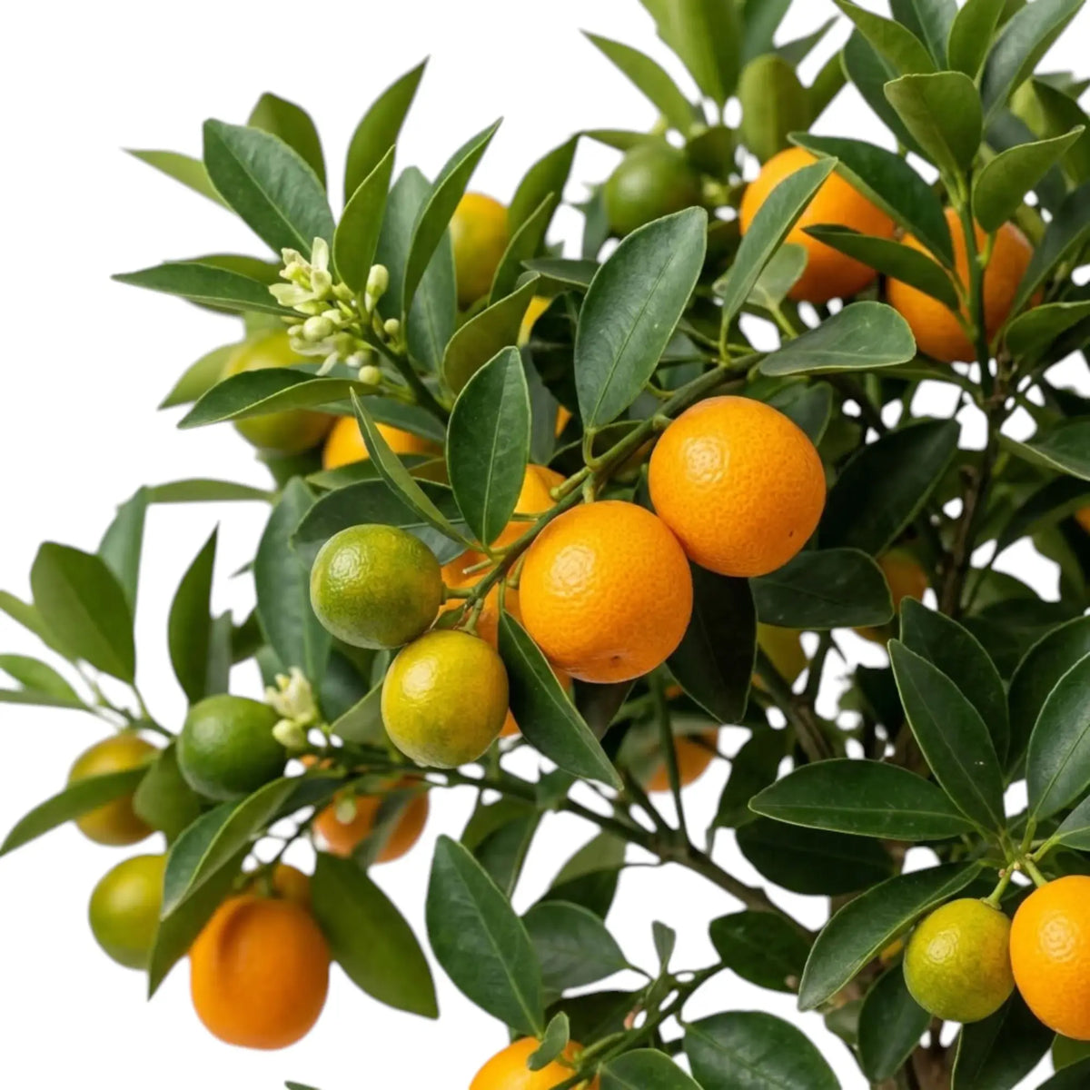 Nahaufnahme von Calamondin-Zweigen mit grünem Laub und kleinen Zitrusfrüchten