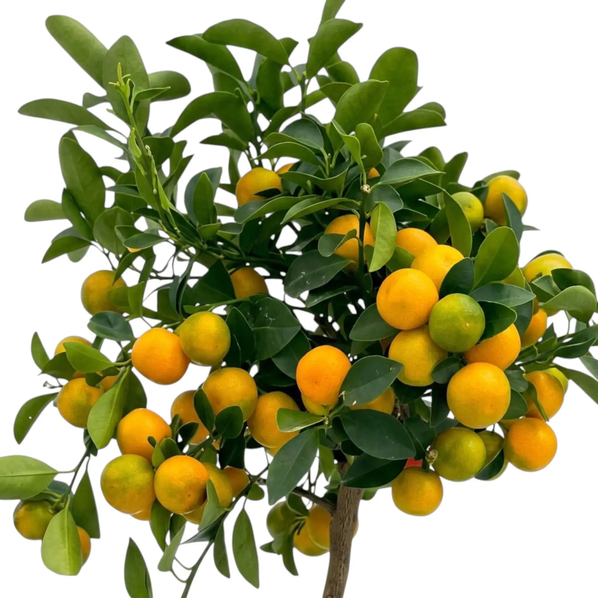 Detailaufnahme der Calamondin mit kleinen orangefarbenen Früchten zwischen glänzend grünen Blättern