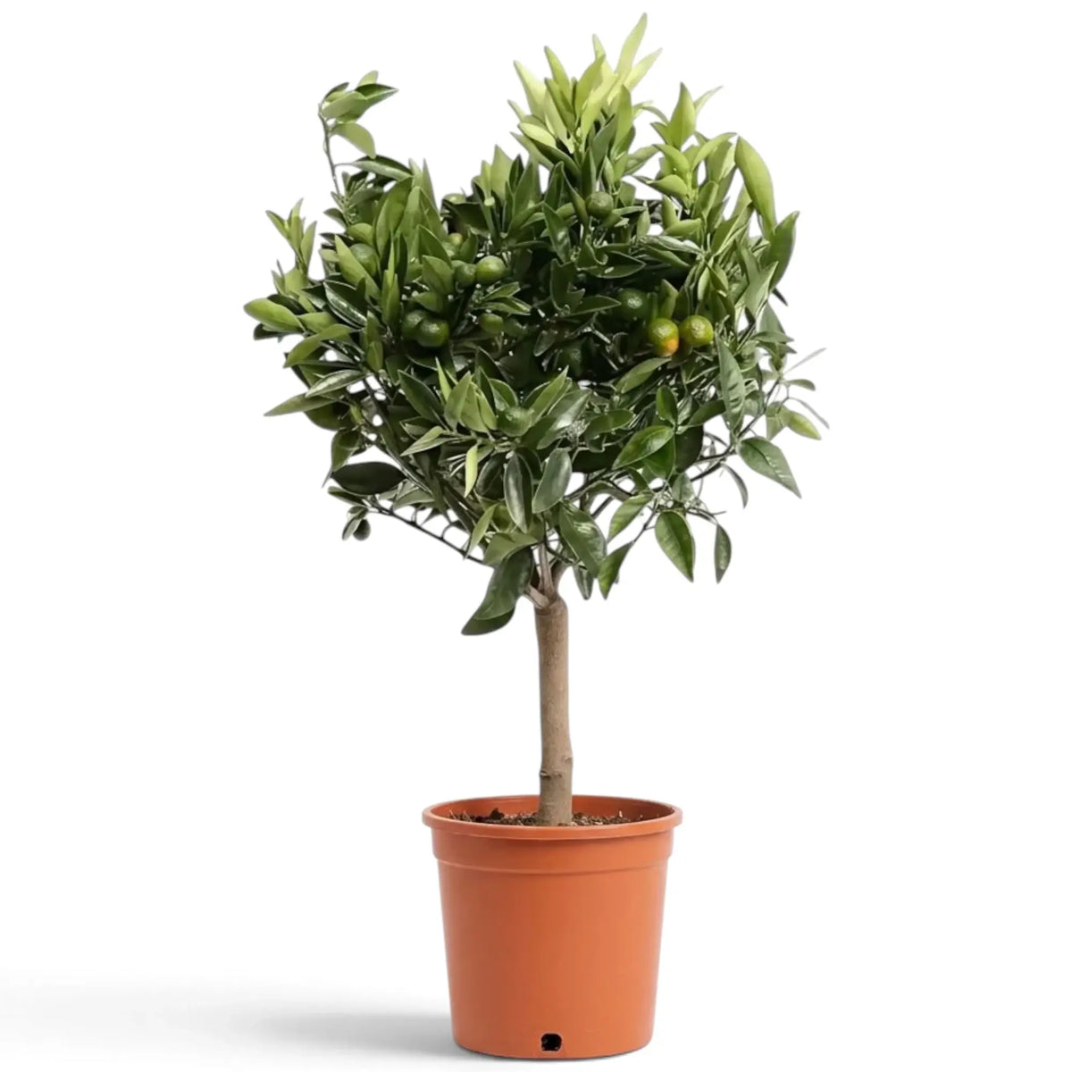 Großer Calamondinbaum im Topf mit dichter grüner Krone und orangefarbenen Früchten zwischen den Zweigen