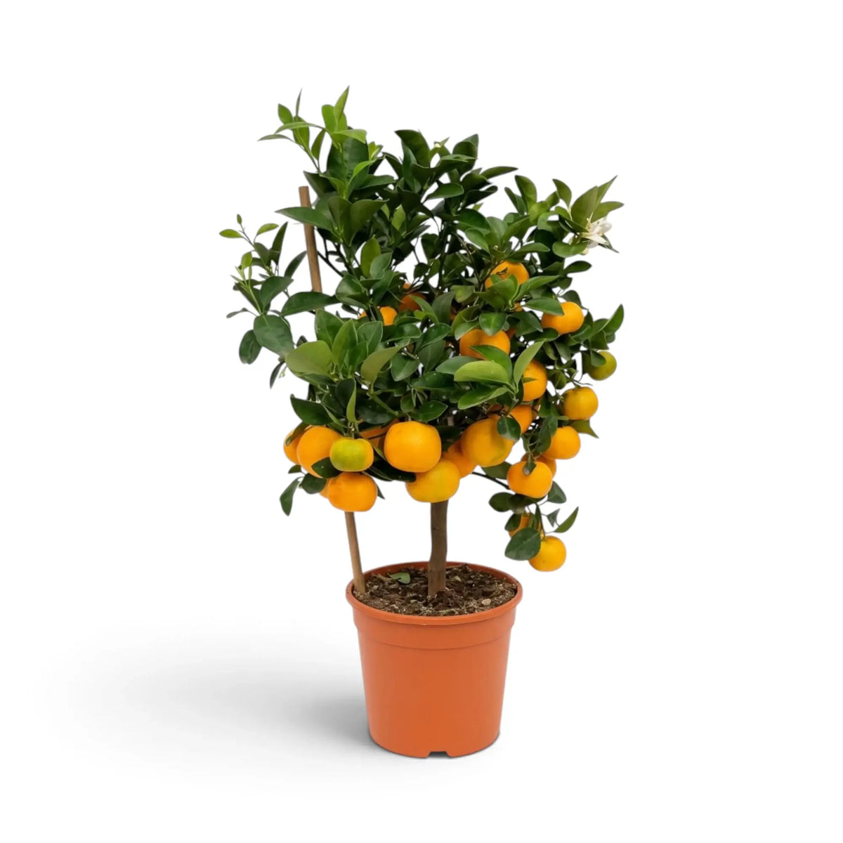 Mittelgroße Calamondin (Citrus × microcarpa) mit kompakter Krone, glänzenden Blättern und Früchten
