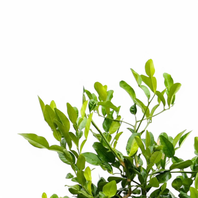 Nahaufnahme eines Blatts von Citrus hystrix (Kaffir lime) vor weißem Hintergrund.