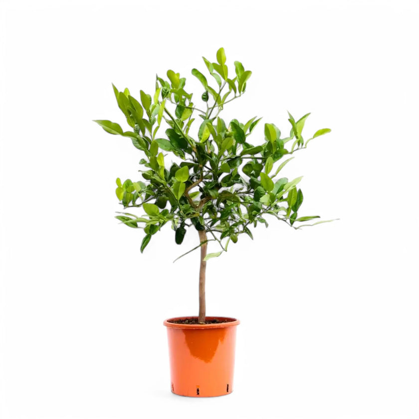 Citrus hystrix (Kaffir-Limette) – Zimmerpflanze im Kulturtopf auf weißem Hintergrund, Produktfoto 2.