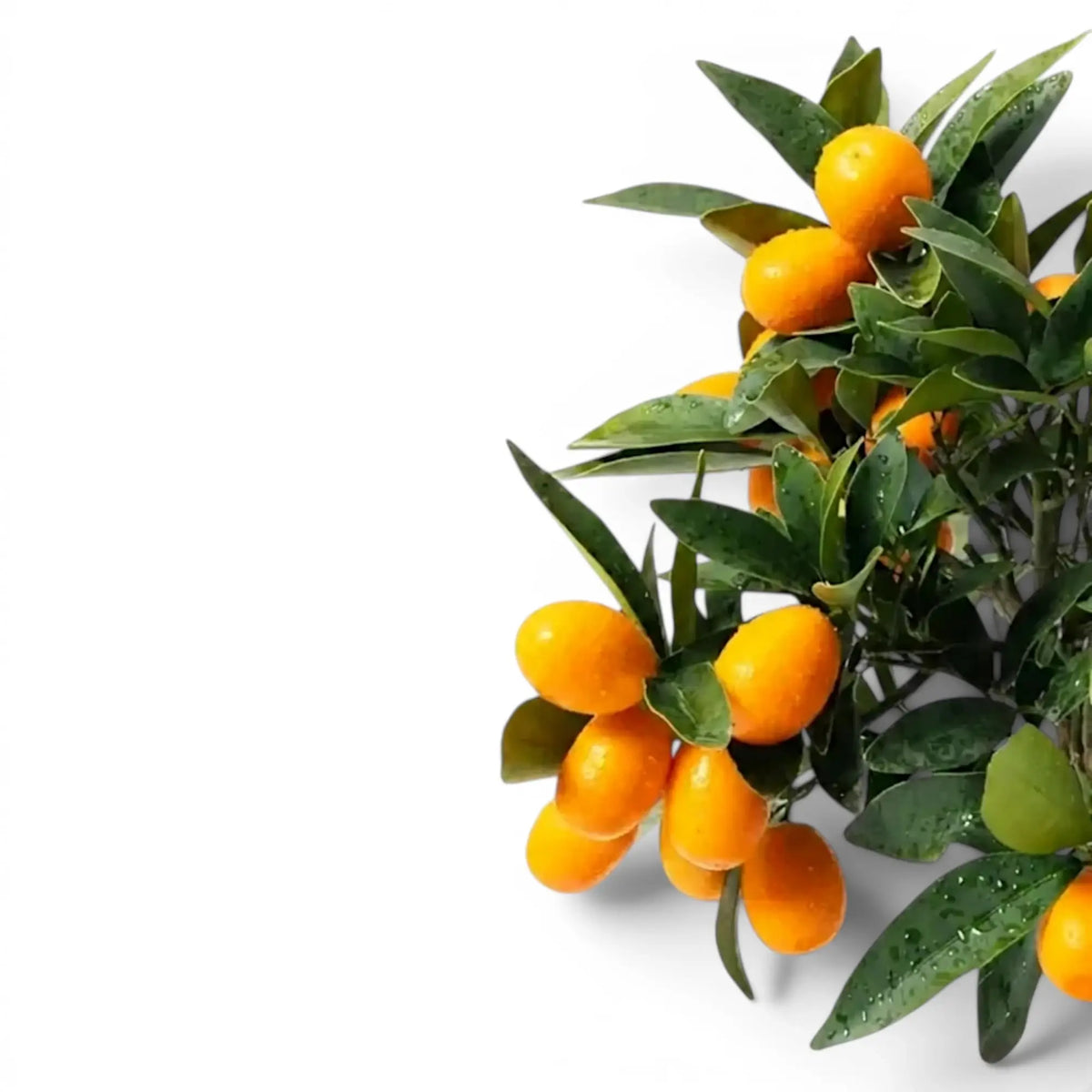 Citrus japonica kumquat foliage and fruit detail with small orange fruits.