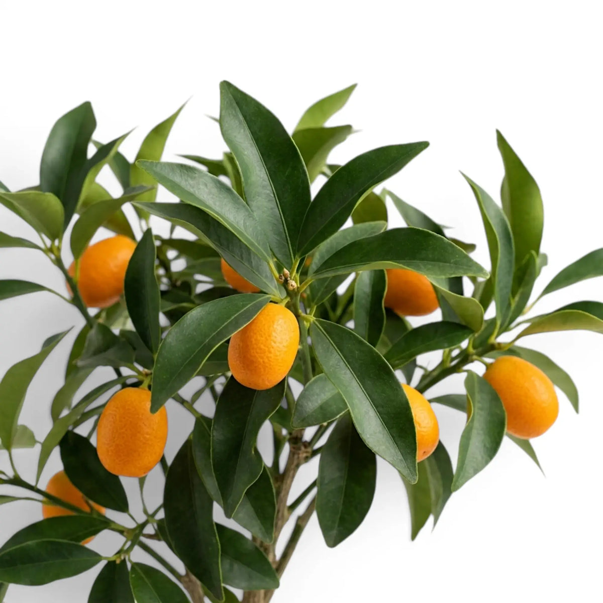 Citrus japonica kumquat foliage and fruit detail with small orange fruits.