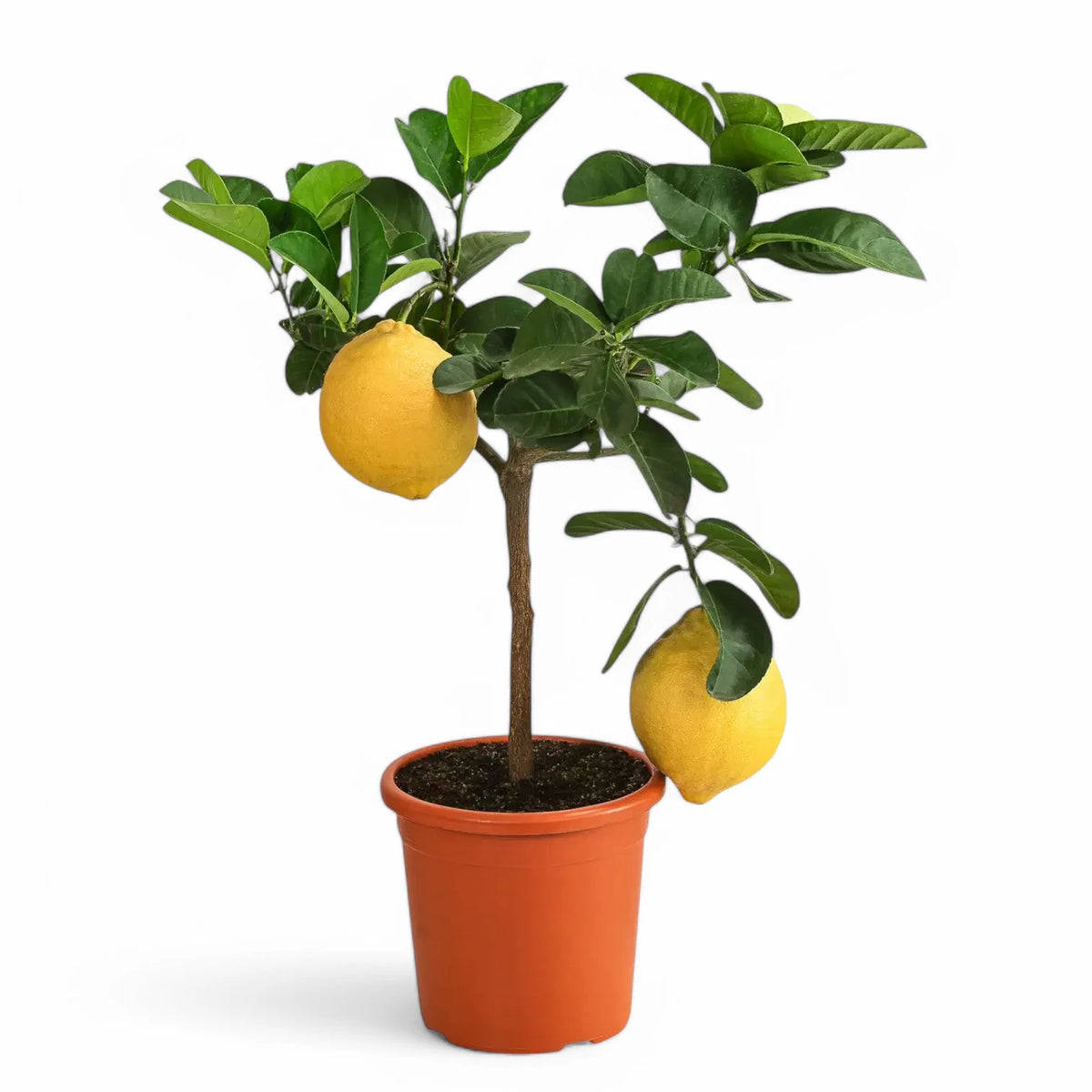 Citrus limon x Citrus paradisi 'Lipo' – Zimmerpflanze im Kulturtopf auf weißem Hintergrund, Produktfoto 2.