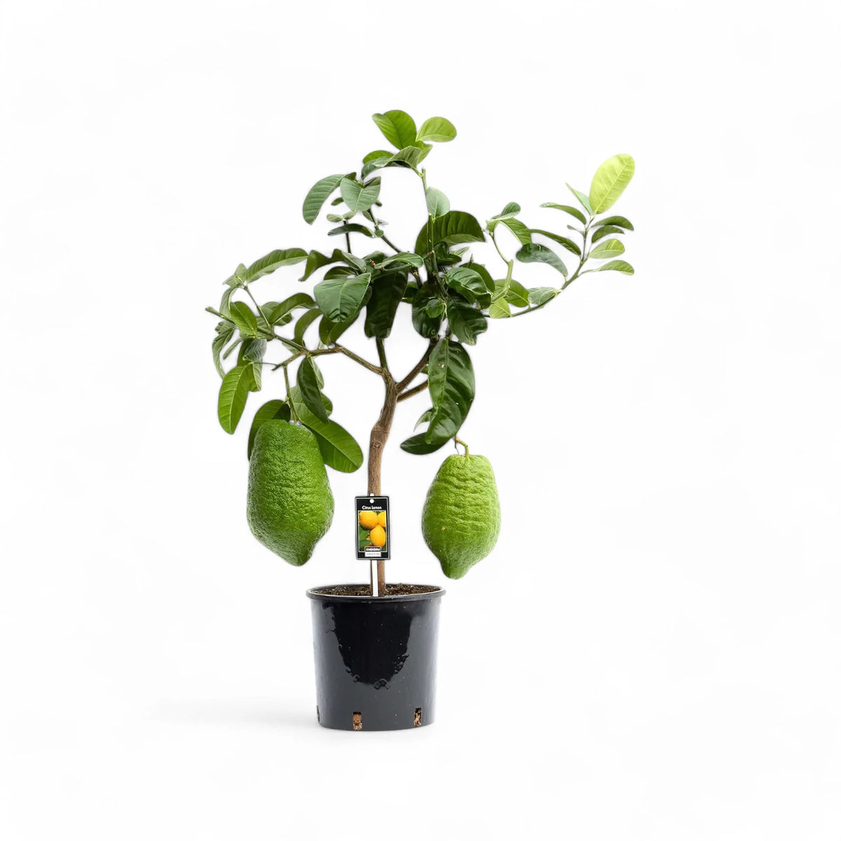 Citrus maxima (Pomelo) – Zimmerpflanze im Kulturtopf auf weißem Hintergrund, Produktfoto 2.