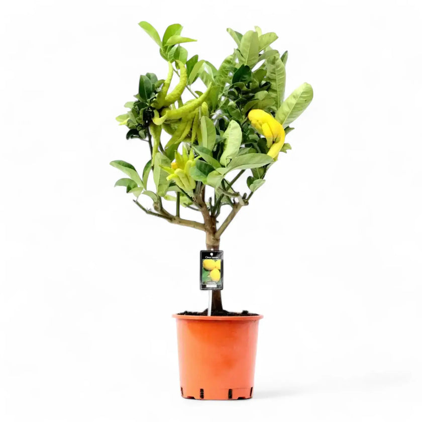 Citrus 'Hand of Buddha' (Citrus medica var. sarcodactylis) – Zimmerpflanze im Kulturtopf auf weißem Hintergrund, Produktfoto 2.