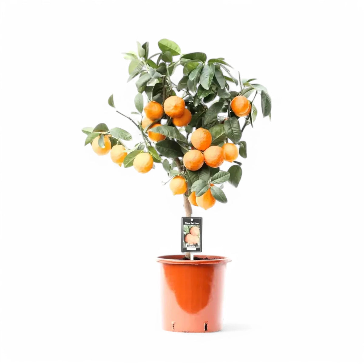 Citrus × aurantiifolia 'Red Lime' Zimmerpflanze im Anzuchttopf vor weißem Hintergrund, Produktfoto 3.