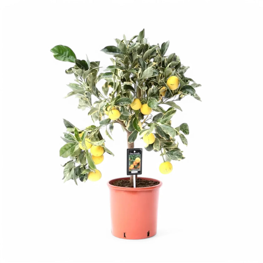 Citrus × limon variegata – Zimmerpflanze im Kulturtopf auf weißem Hintergrund, Produktfoto 2.