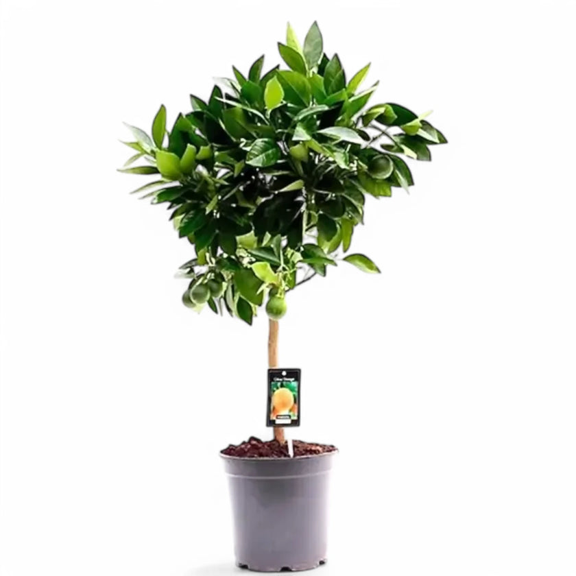 Citrus × sinensis 'Orange' Zimmerpflanze im Anzuchttopf vor weißem Hintergrund, Produktfoto 2.