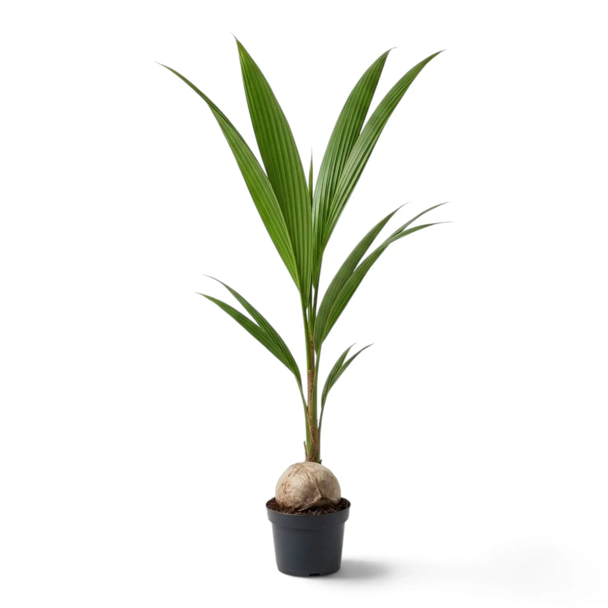 Young Cocos nucifera in a black pot with a visible coconut and tall upright green fronds