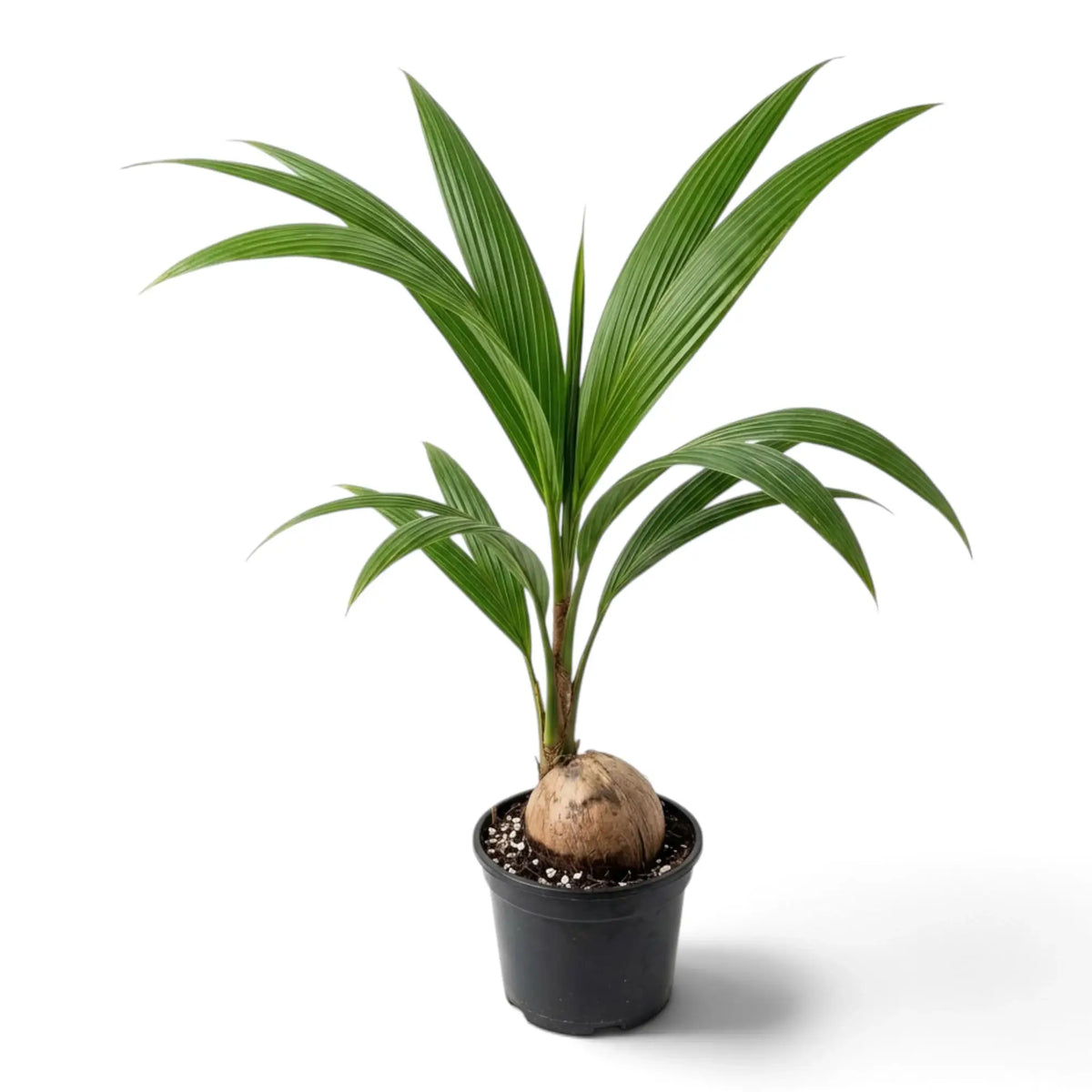 Young Cocos nucifera in a black pot with a visible coconut and arching green fronds