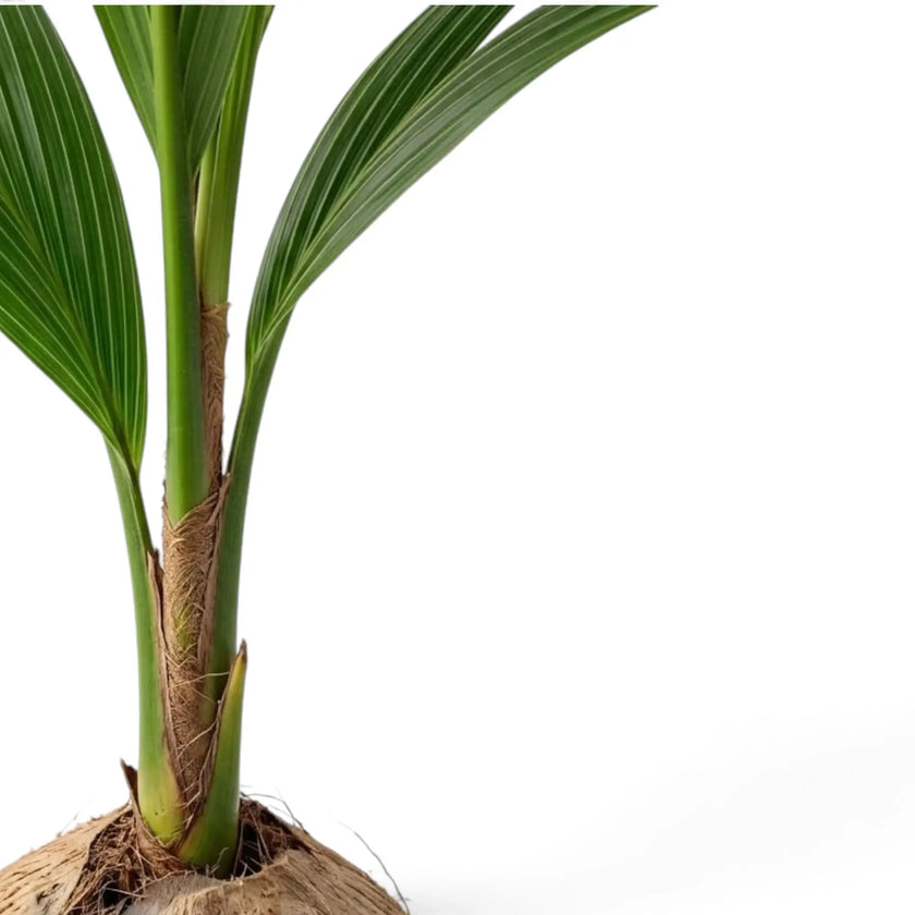 Cocos nucifera close-up of green stems with fibrous brown material around the base above the coconut