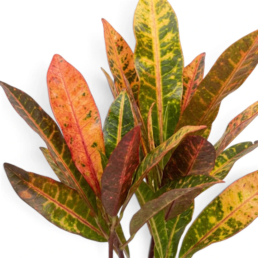 Close-up of Codiaeum ‘Excellent’ leaves mottled red, orange, yellow and green
