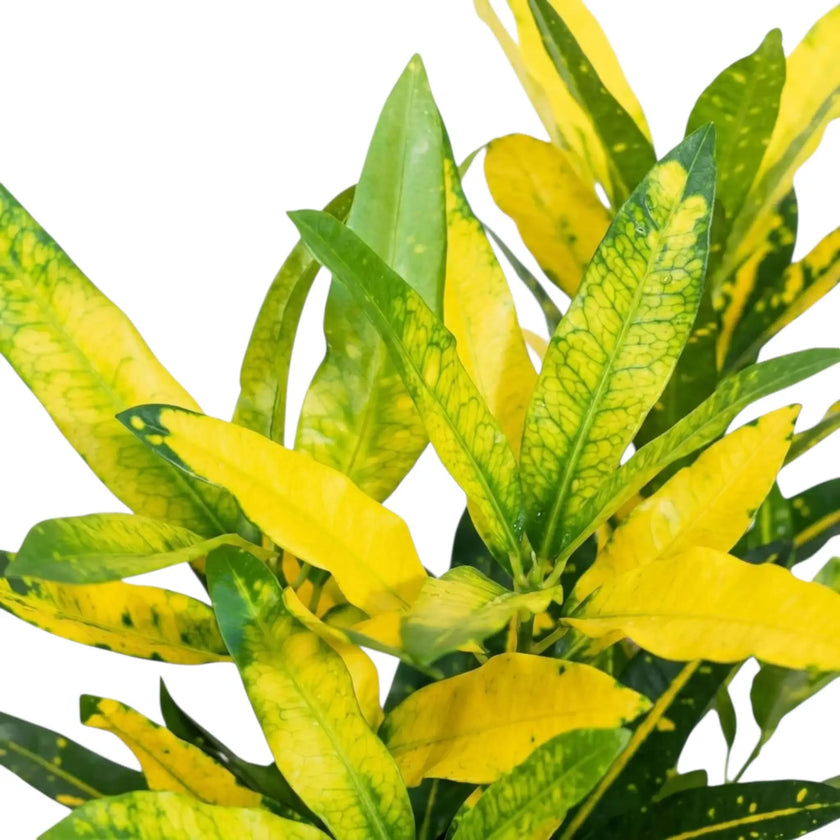 Codiaeum variegatum ‘Sunny Star’ foliage close-up showing yellow variegation across narrow green leaves