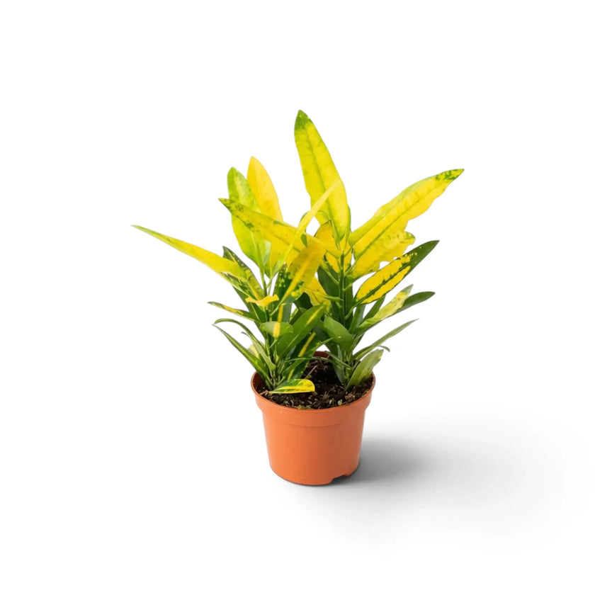 Codiaeum variegatum ‘Sunny Star’ in a nursery pot with upright narrow leaves patterned green and yellow