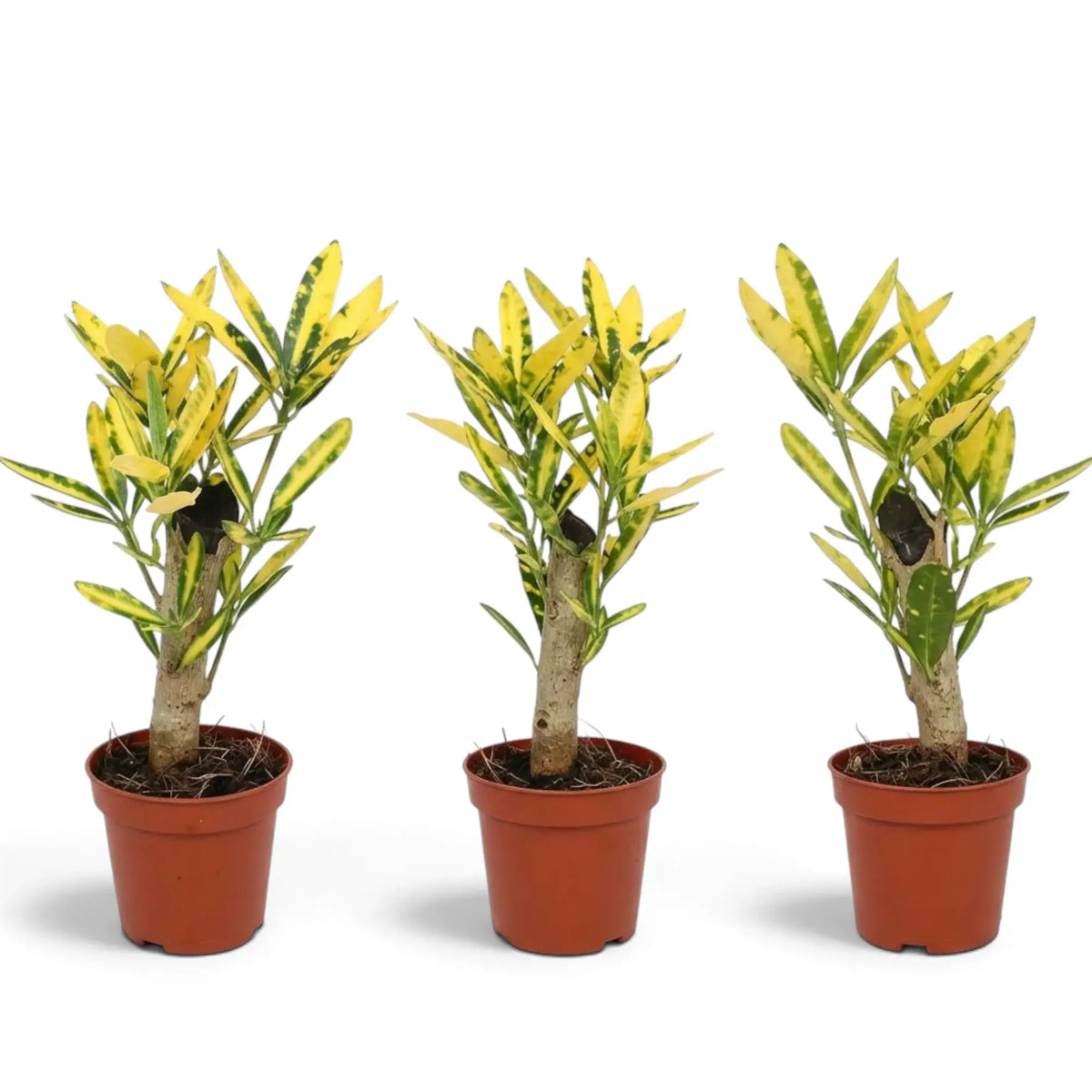 Codiaeum variegatum ‘Sunny Star’ im Topf mit schmalen grünen Blättern und goldgelber Panaschierung