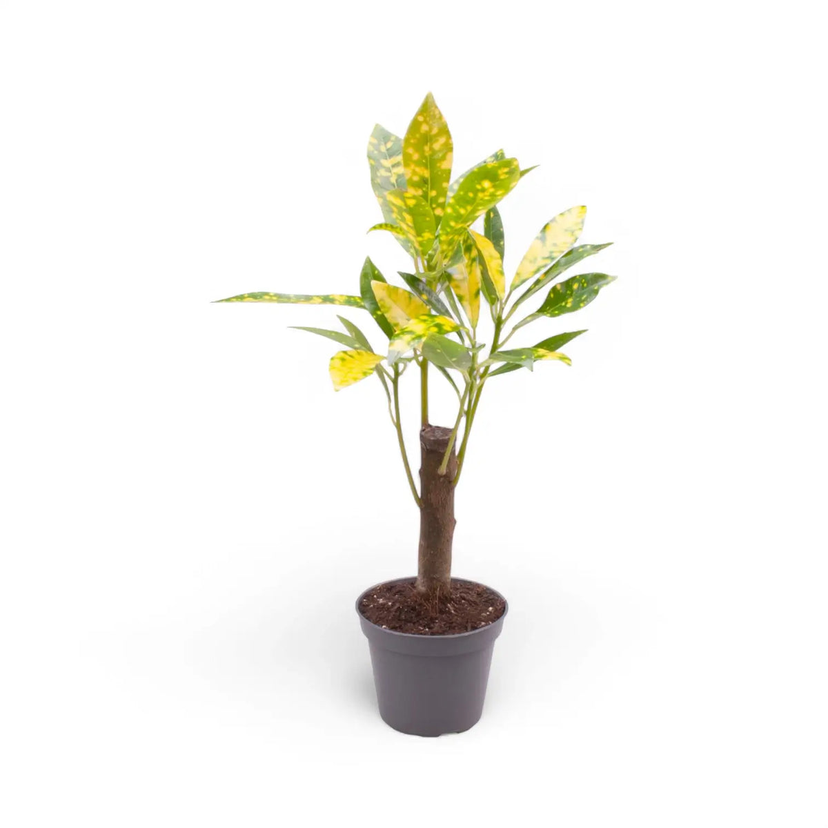 Codiaeum variegatum 'Aucubaefolia' potted plant in nursery pot on white background.