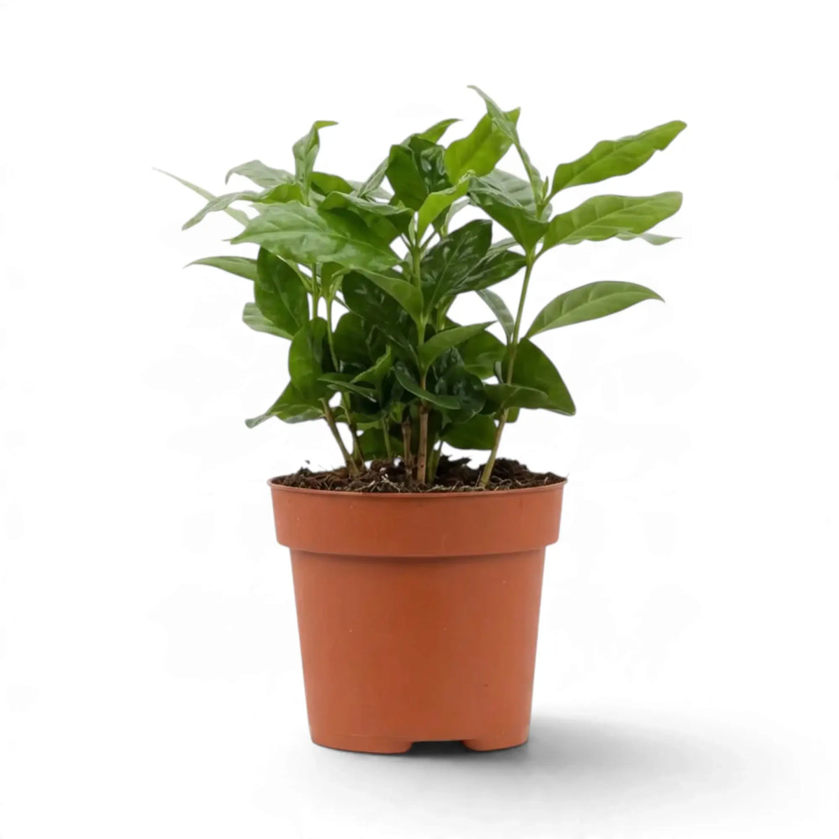 Potted Coffea arabica with dense, shiny green foliage on upright stems