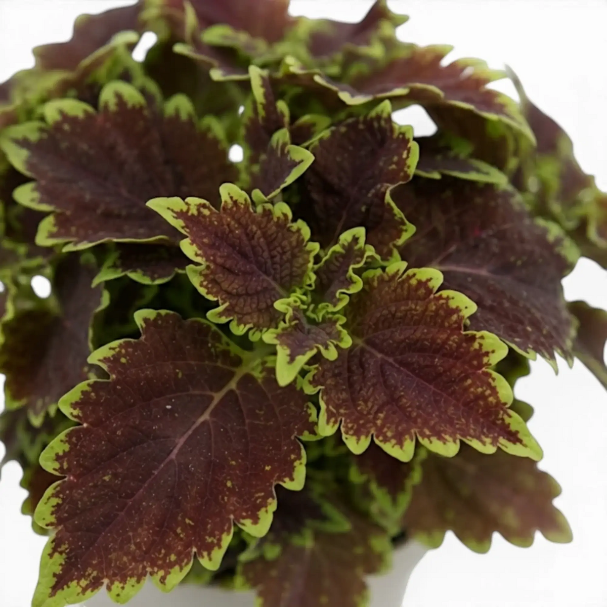 Neuaustrieb von Coleus ‘Bourbon Street’, umgeben von gekräuselten burgunderroten und limettengrünen Blättern.