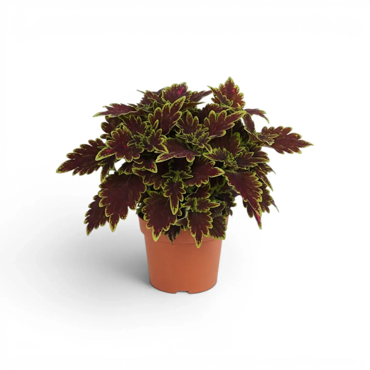 Dicht gewachsener Coleus ‘Bourbon Street’ mit dunkelburgunderroten Blättern in einem terrakottafarbenen Kulturtopf.