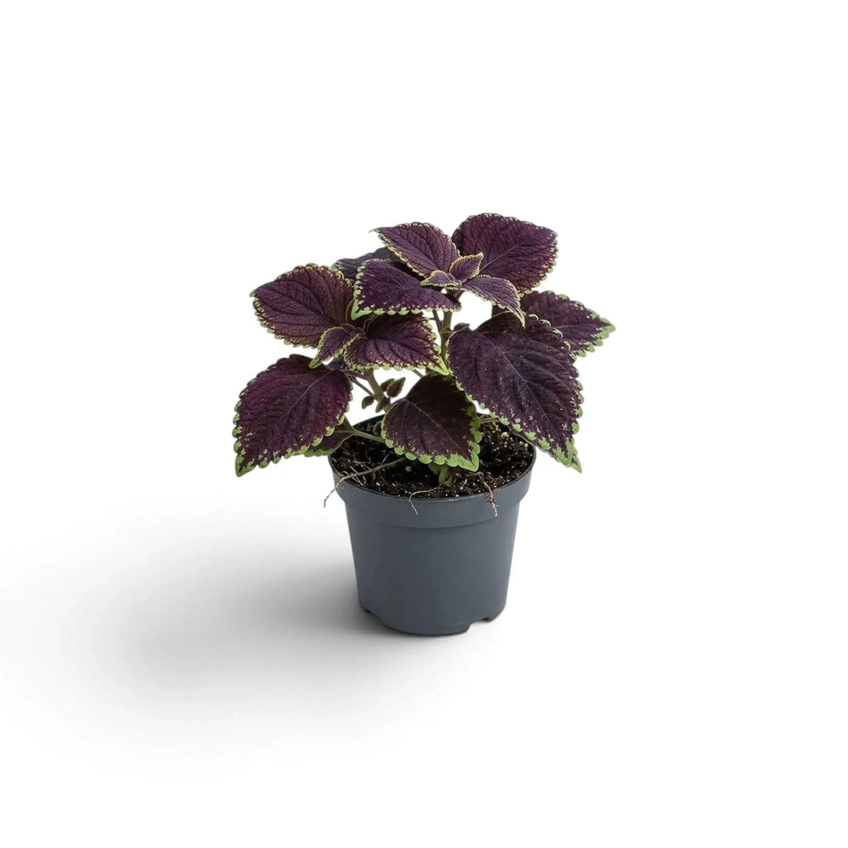 Coleus scutellarioides ‘Main Street Abbey Road’ als Jungpflanze mit gekerbten Blättern in Burgunderrot und Grün