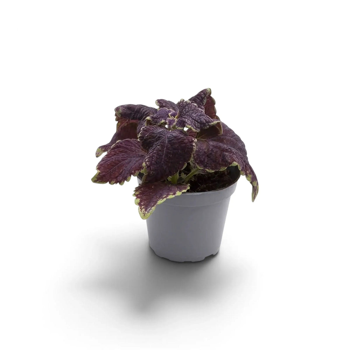 Coleus scutellarioides ‘Main Street Abbey Road’ young plant with dark burgundy leaves and lime edging
