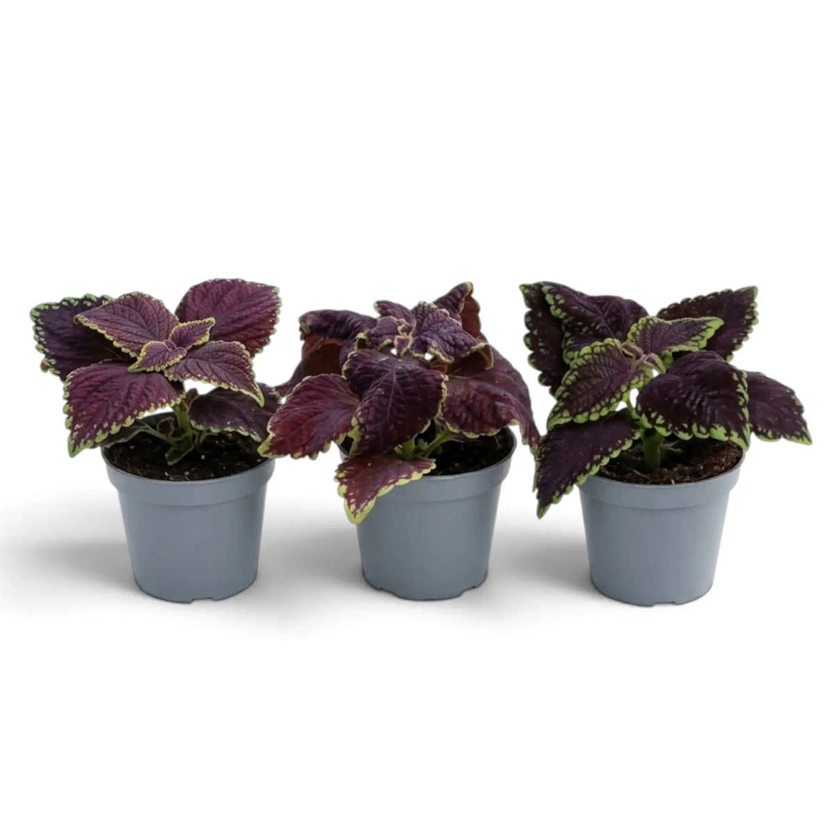 Coleus scutellarioides ‘Main Street Abbey Road’ baby plant with burgundy leaves and lime-green serrated margins