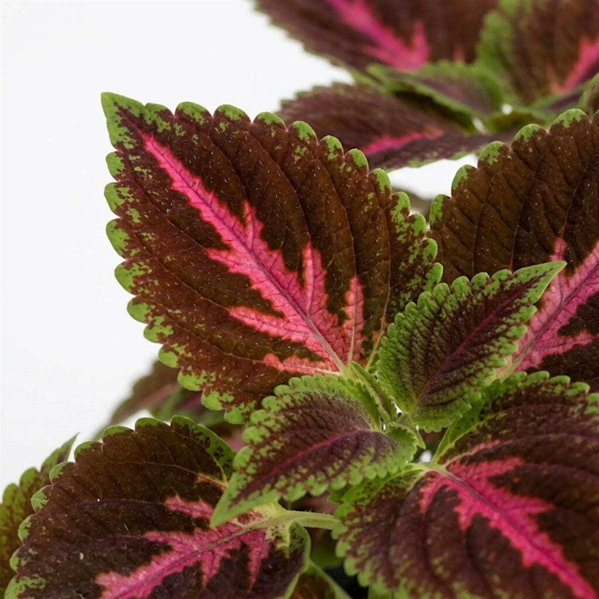Nahaufnahme von Coleus ‘Pink Diamond’ vor weißem Hintergrund. Die panaschierten Blätter zeigen dunkel burgunderviolette Säume, leuchtend grüne Ränder und kräftig pinkfarbene Zentren.