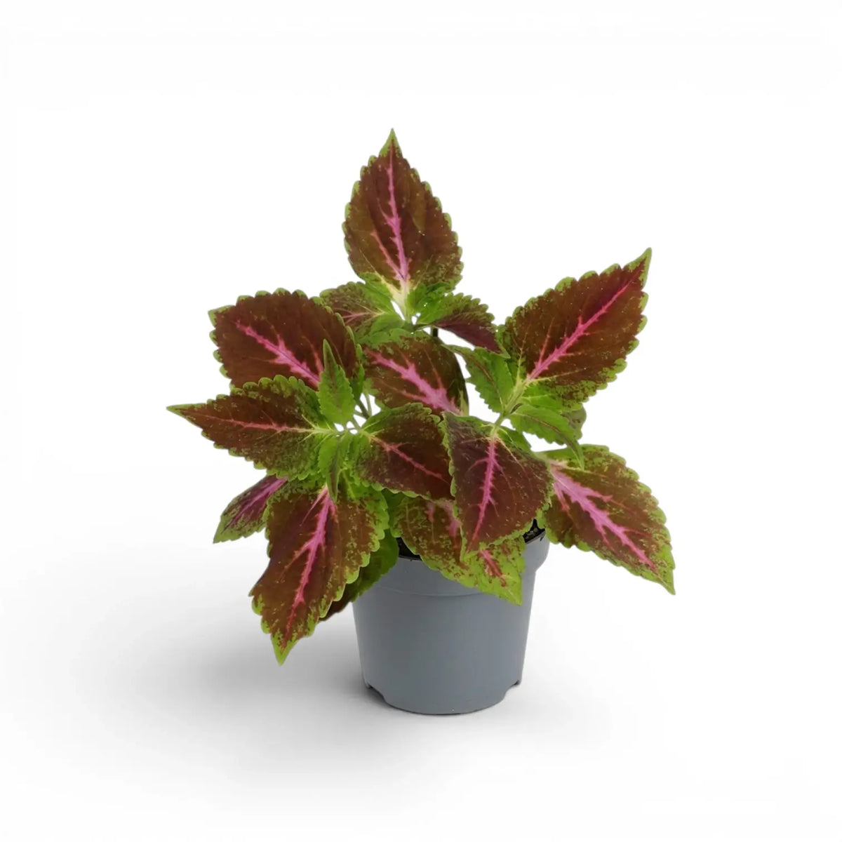 Coleus ‘Pink Diamond’ mit grünen und burgunderroten Blättern und auffälligen pinkfarbenen Adern in einem kleinen grauen Kunststofftopf vor weißem Hintergrund.