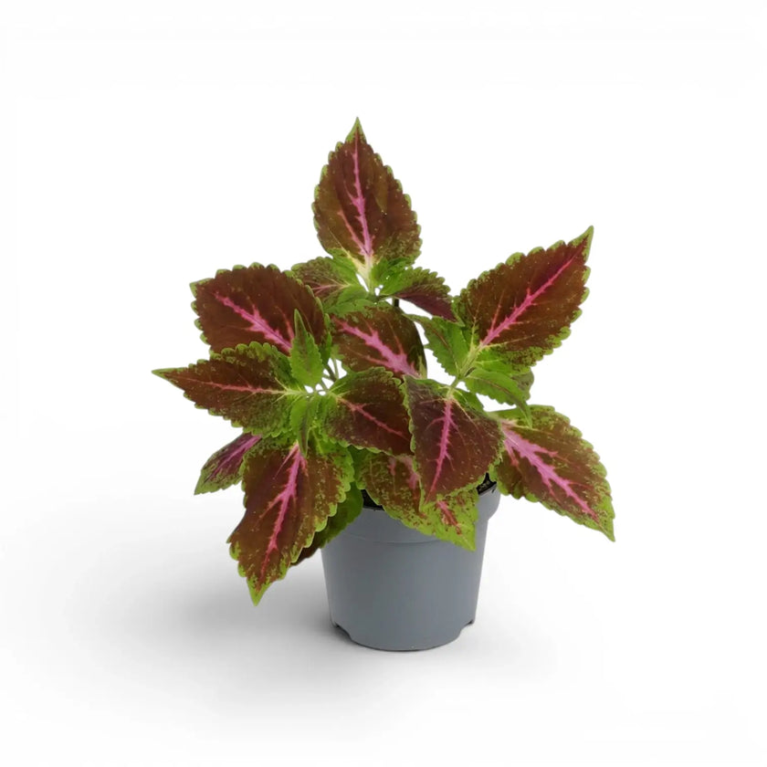 A potted Coleus Pink Diamond plant with green and burgundy leaves featuring prominent pink veins, in a small gray plastic pot on a white background.
