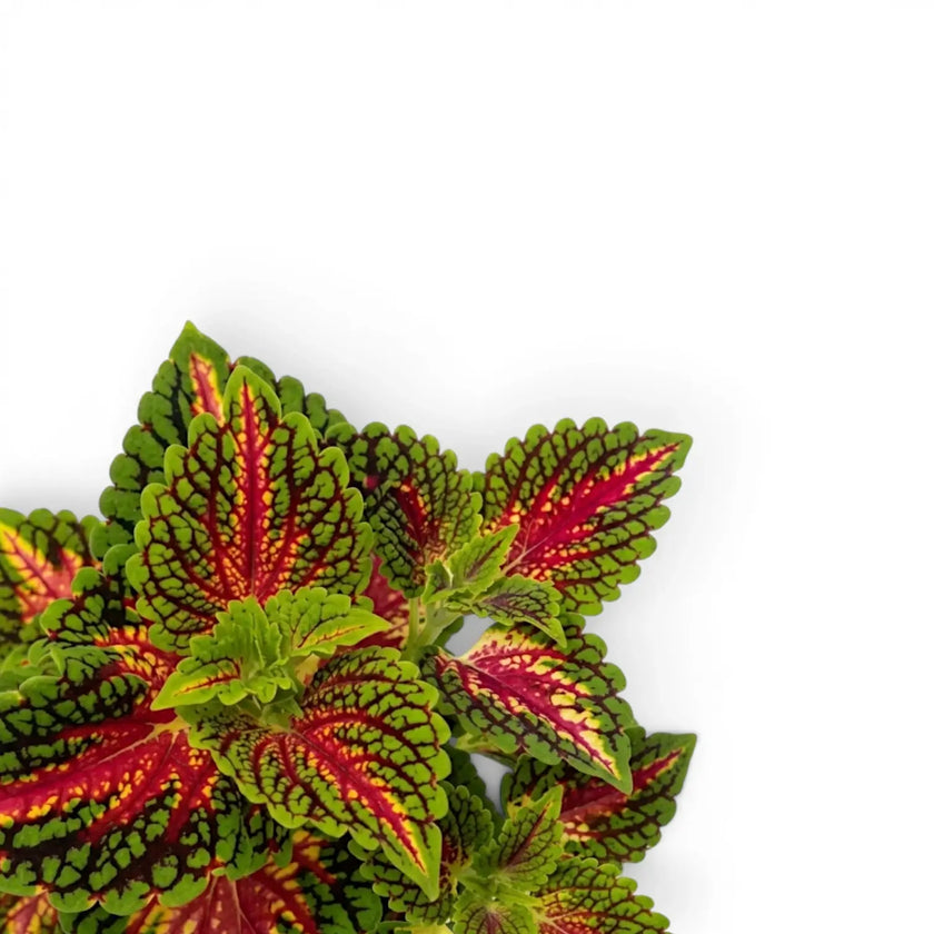 Coleus ‘Stained Glassworks Spacecake’ foliage viewed from above, with magenta centres, yellow-green bands and dark green edges.