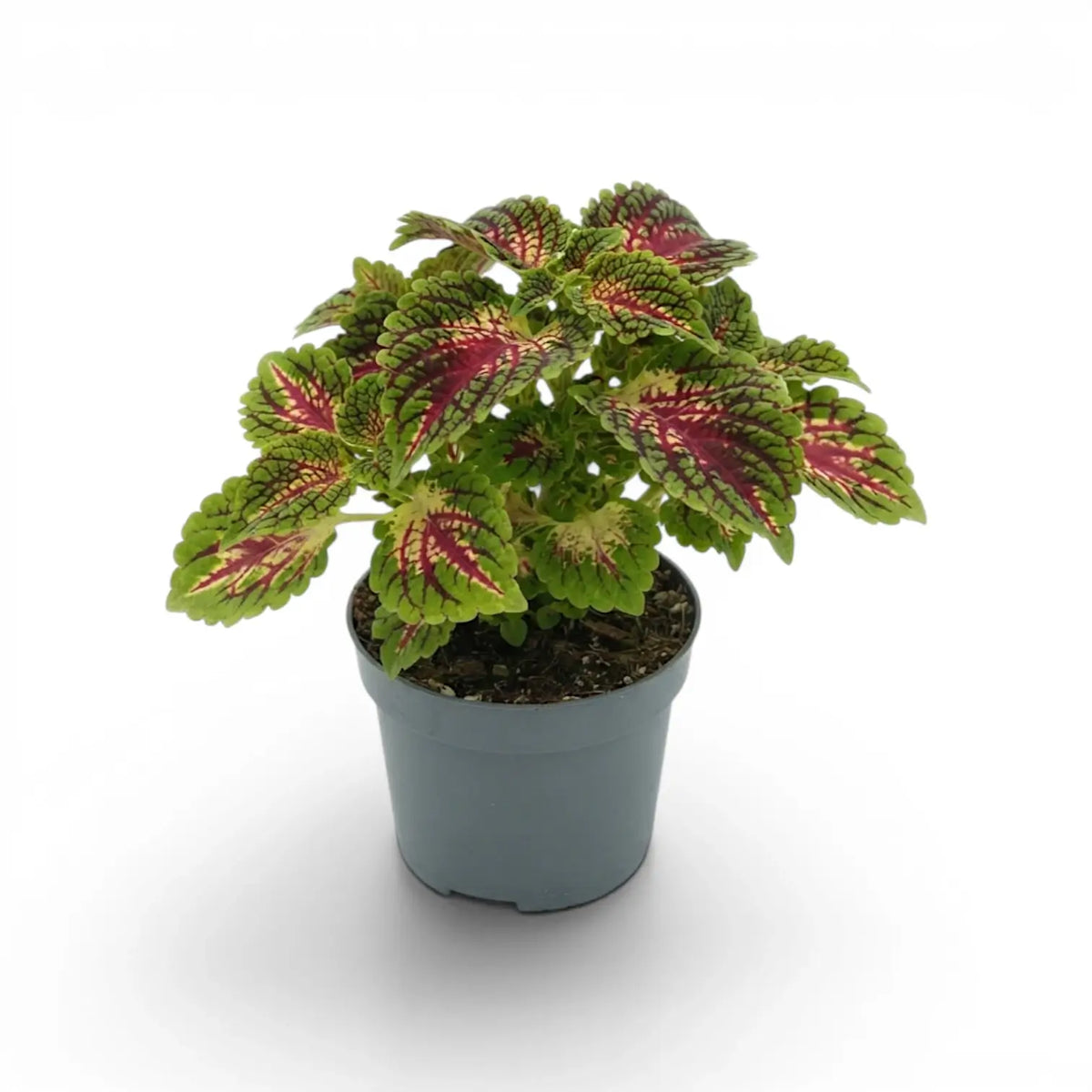 Medium Coleus ‘Stained Glassworks Spacecake’ with a rounded crown of pink-marked green leaves in a grey nursery pot.