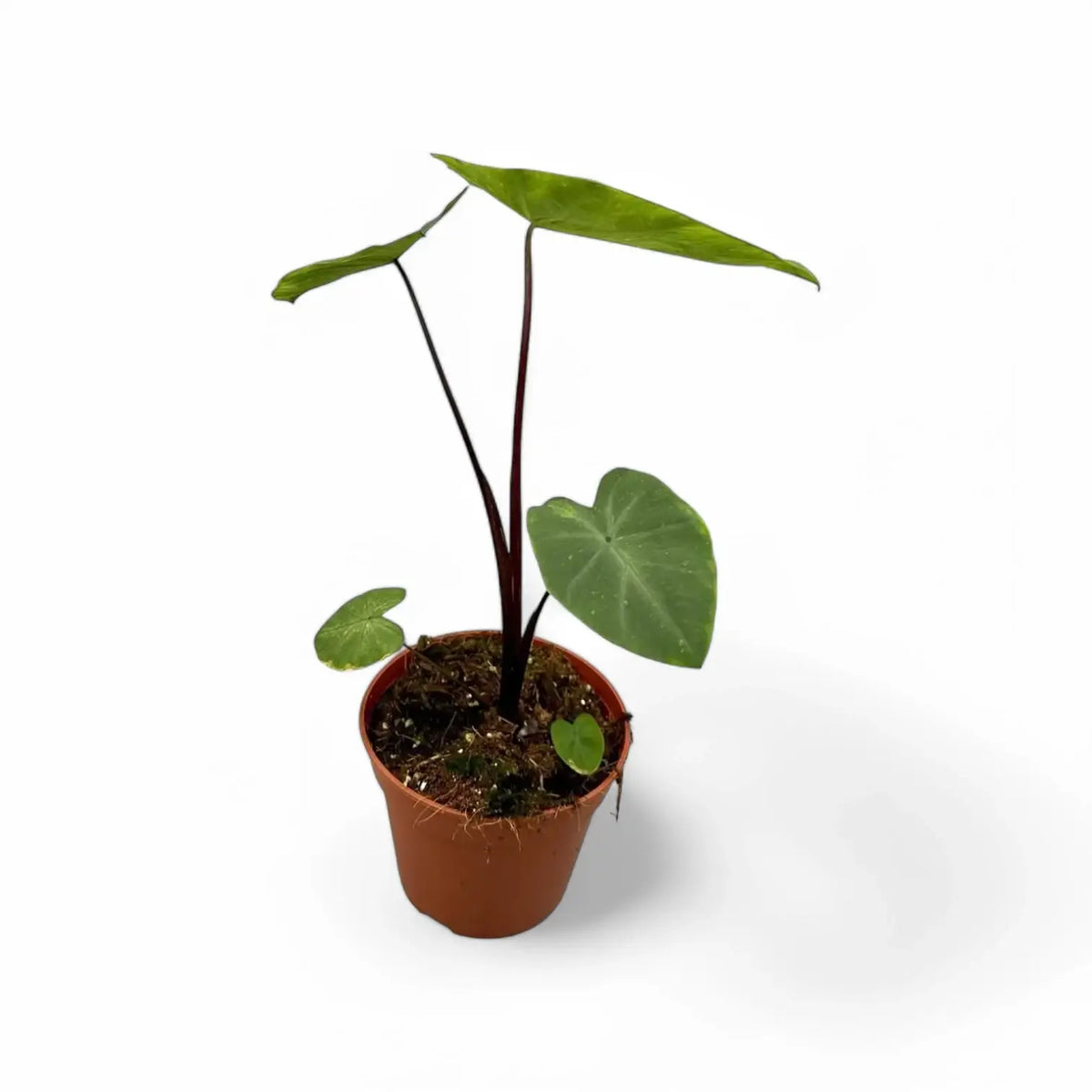 Colocasia esculenta 'Tropical storm' potted plant in nursery pot on white background.