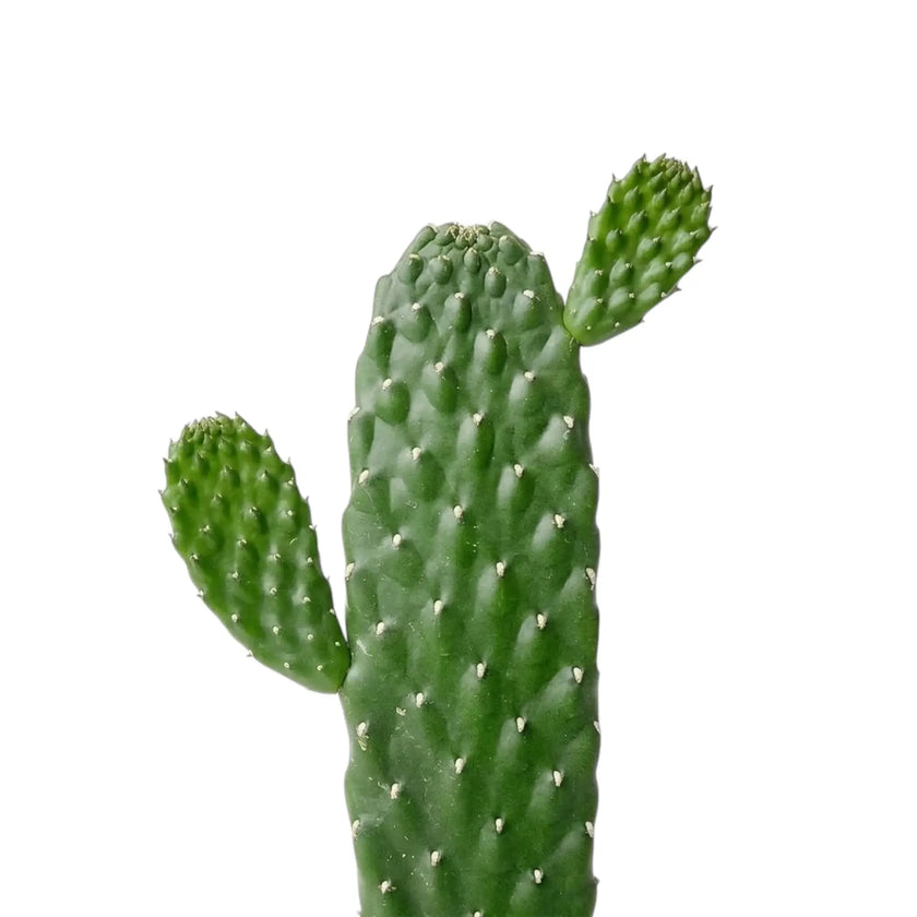 Consolea rubescens close-up showing flattened cactus pads with small raised areoles