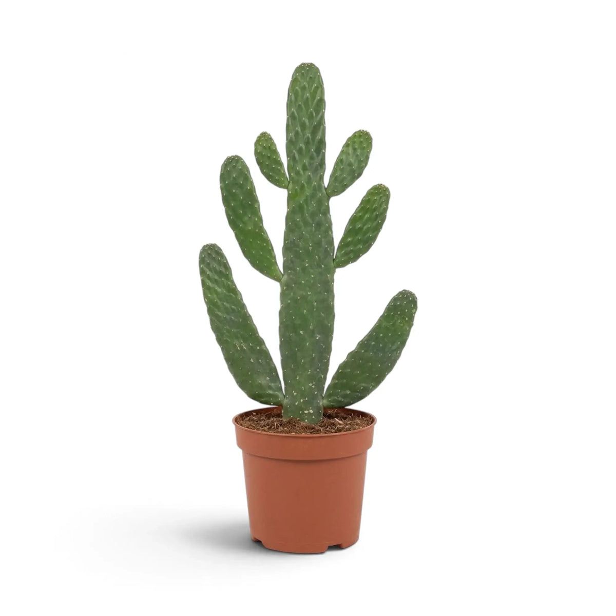 Consolea rubescens cactus with upright flattened green pads branching above a nursery pot