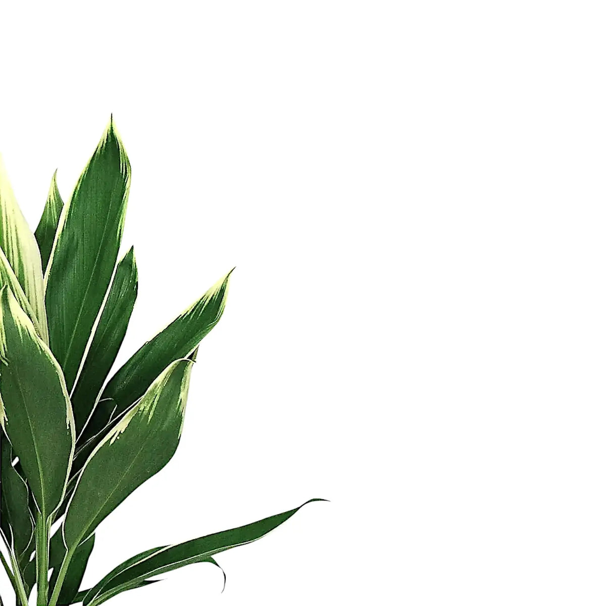 Cordyline fruticosa 'Conga' – Blattdetail vor weißem Hintergrund..