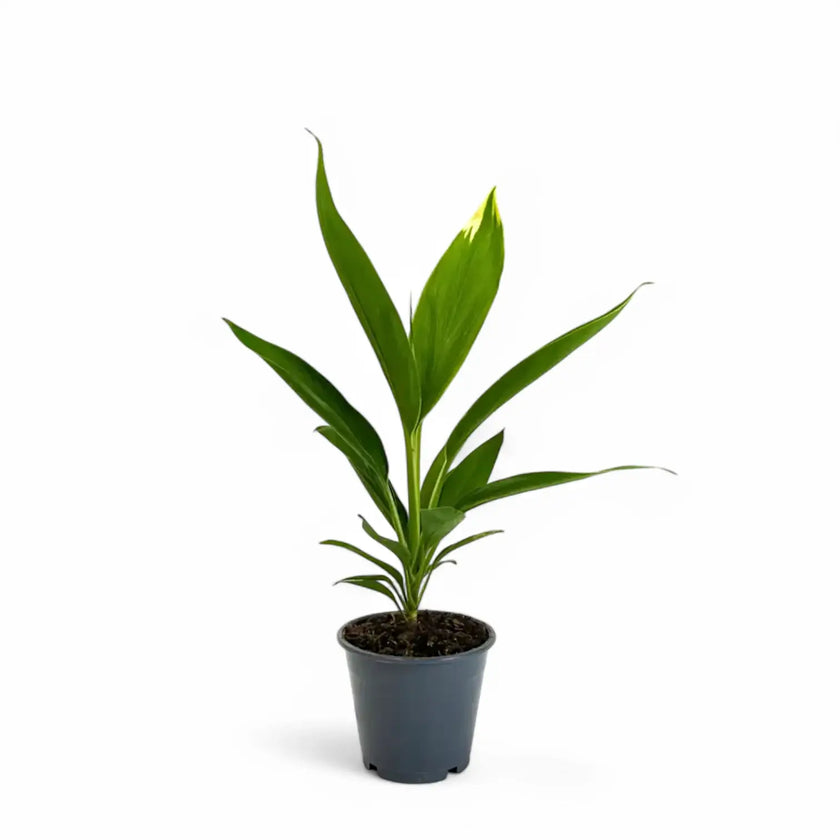 Cordyline fruticosa 'Conga' Zimmerpflanze im Anzuchttopf vor weißem Hintergrund, Produktfoto 2.