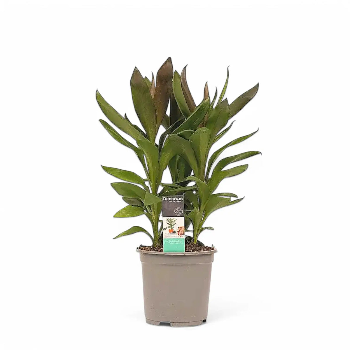 Cordyline fruticosa 'Glauca' Zimmerpflanze im Anzuchttopf vor weißem Hintergrund, Produktfoto 4.